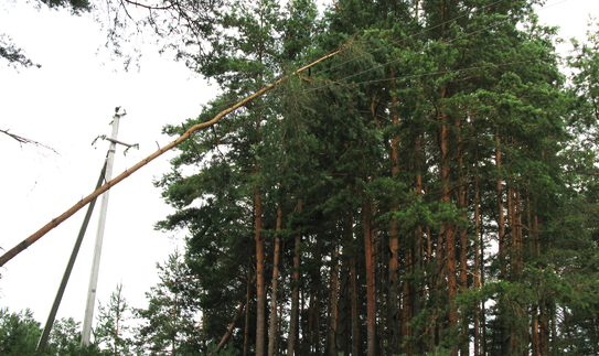 Neatsargūs medžių pjovėjai elektros tiekimą šiemet nutraukė 15 tūkst. vartotojų