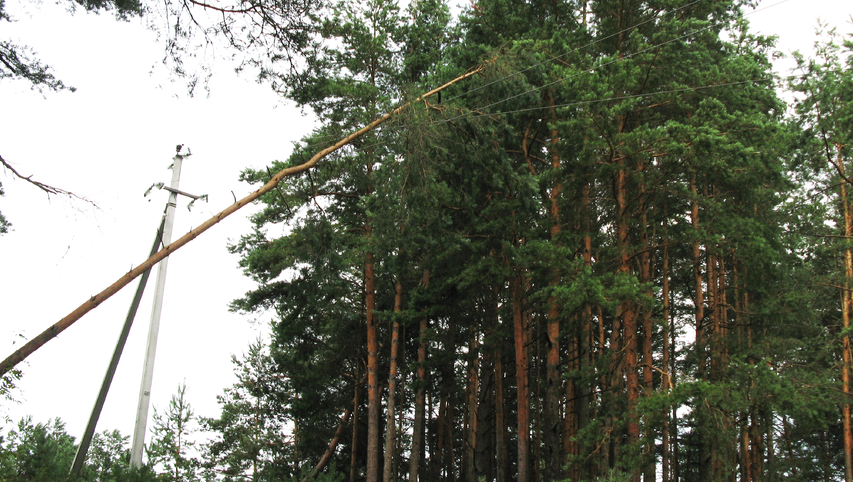 Neatsargūs medžių pjovėjai elektros tiekimą šiemet nutraukė 15 tūkst. vartotojų